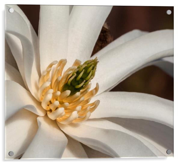 Magnolia Stellata Acrylic by Jonathan Thirkell