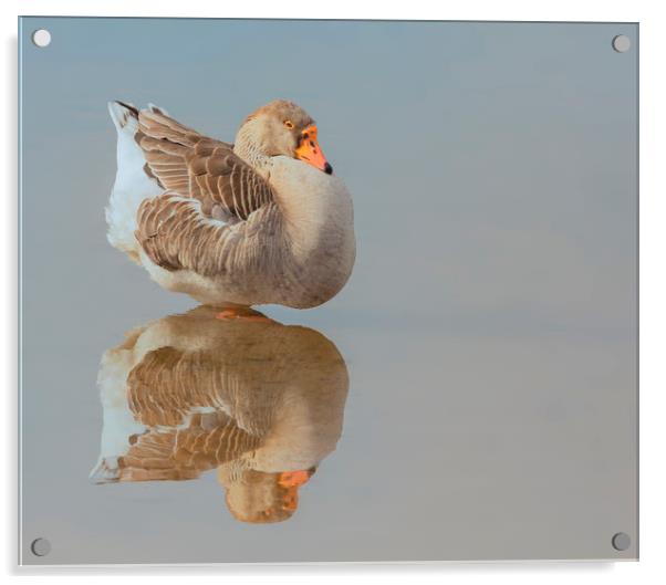 Goose on reflection Acrylic by Jonathan Thirkell