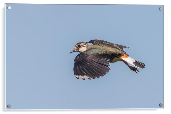 Lapwing in flight Acrylic by Jonathan Thirkell