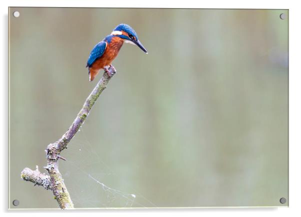 Hunting Kingfisher Acrylic by Jonathan Thirkell