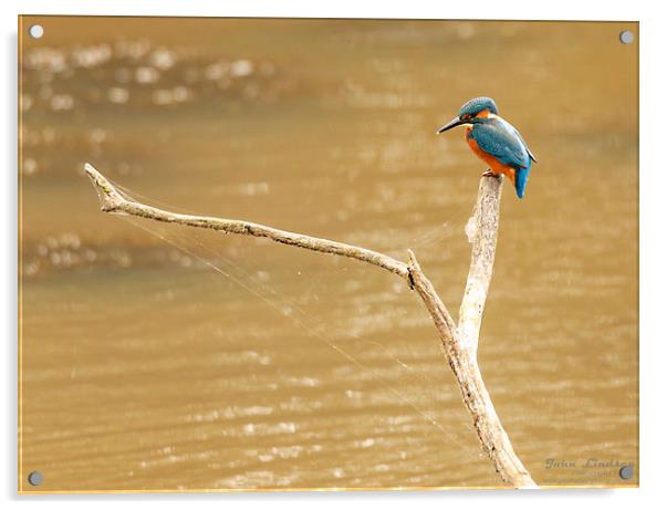 Kingfisher waiting. Acrylic by Jonathan Thirkell