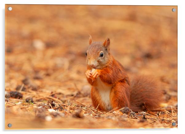 Red squirrel having a bite to eat Acrylic by Jonathan Thirkell