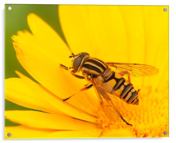 The Hoverfly Acrylic by Jonathan Thirkell