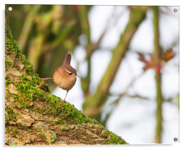 Wren in the morning sun Acrylic by Jonathan Thirkell