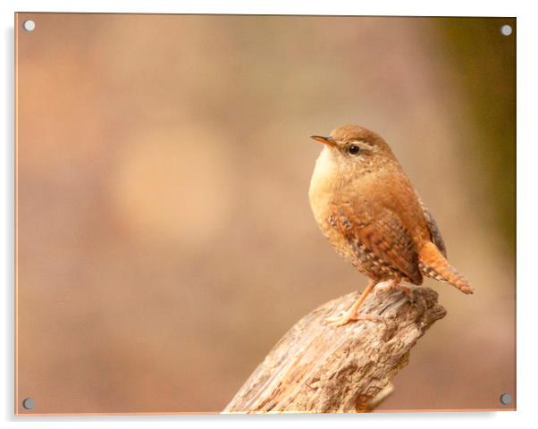 The Wren Acrylic by Jonathan Thirkell