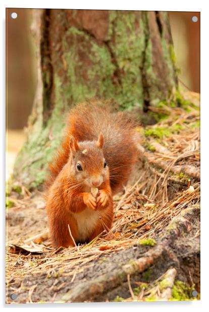Formby Red Squirrel Acrylic by Jonathan Thirkell