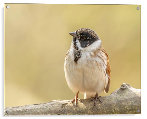 Well rounded reed bunting Acrylic by Jonathan Thirkell