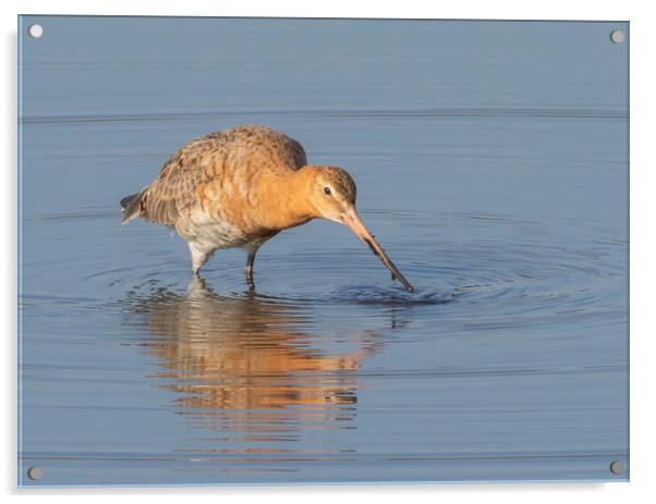 The Black Tailed Godwit Acrylic by Jonathan Thirkell