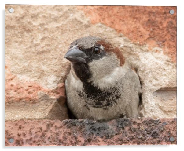 Peek a boo house sparrow Acrylic by Jonathan Thirkell