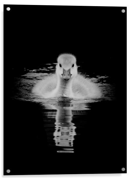 Gosling in monochrome Acrylic by Jonathan Thirkell