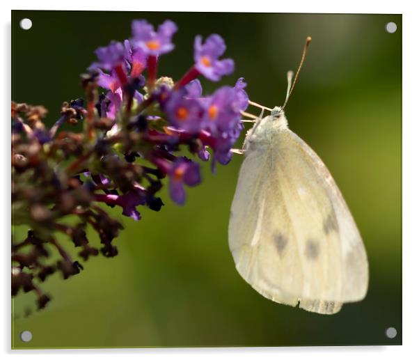 Cabbage White Butterfly Pieris rapae Acrylic by Jonathan Thirkell