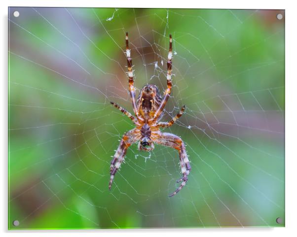 Cross Orbweaver spider Acrylic by Jonathan Thirkell