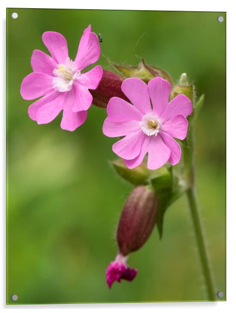 Red Campion Flower Acrylic by Jonathan Thirkell