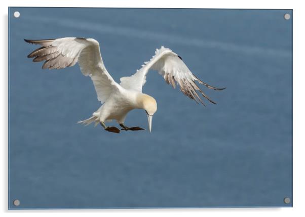 Gannet inflight pose Acrylic by Jonathan Thirkell