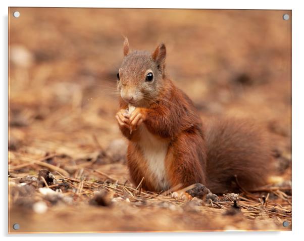 Red Squirrel Acrylic by Jonathan Thirkell