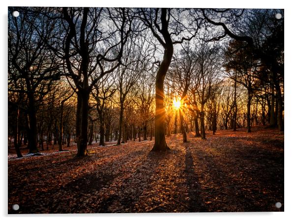 Woodland sunset At Tandle Hill Country Park Oldham Acrylic by Jonathan Thirkell