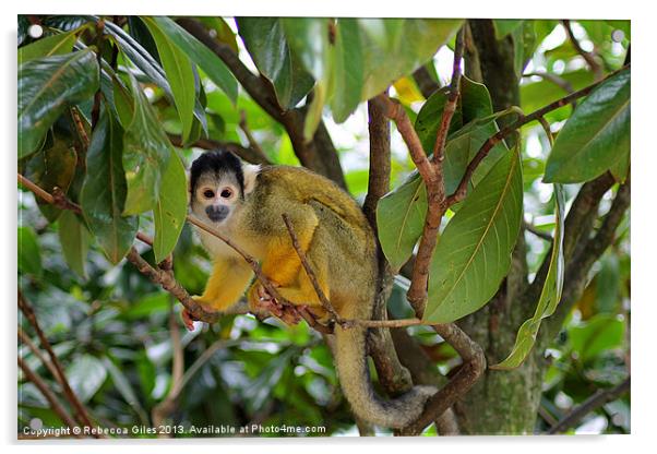 Squirrel Monkey Acrylic by Rebecca Giles