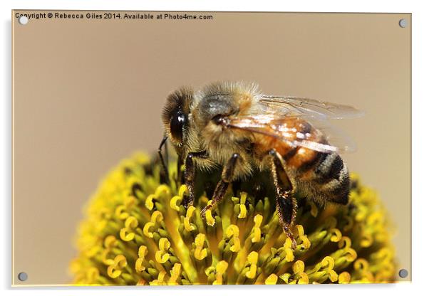  Honeybee  Acrylic by Rebecca Giles