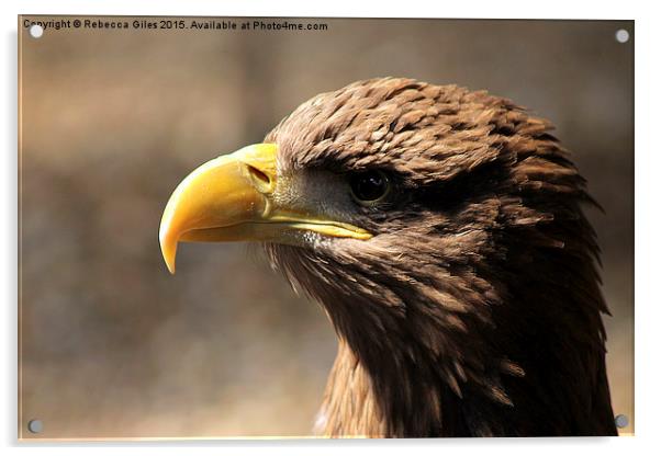  Golden Eagle Acrylic by Rebecca Giles