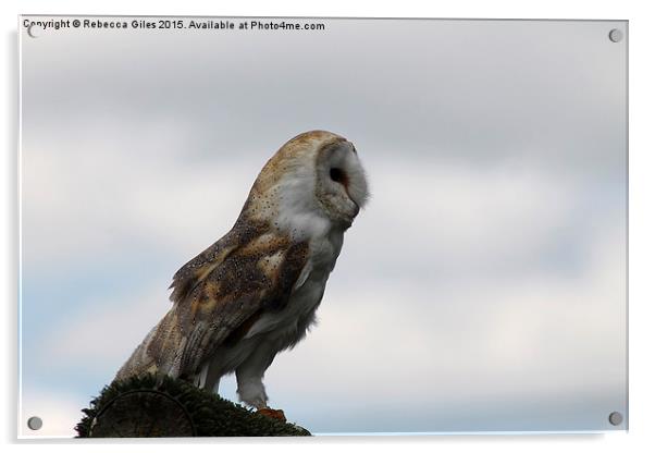  Barn Owl Acrylic by Rebecca Giles