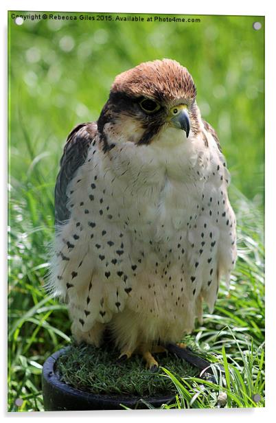  Lanner Falcon Acrylic by Rebecca Giles