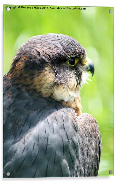  Lanner Falcon  Acrylic by Rebecca Giles