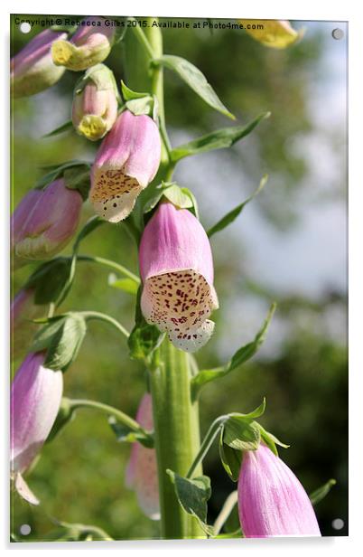  Foxglove Acrylic by Rebecca Giles