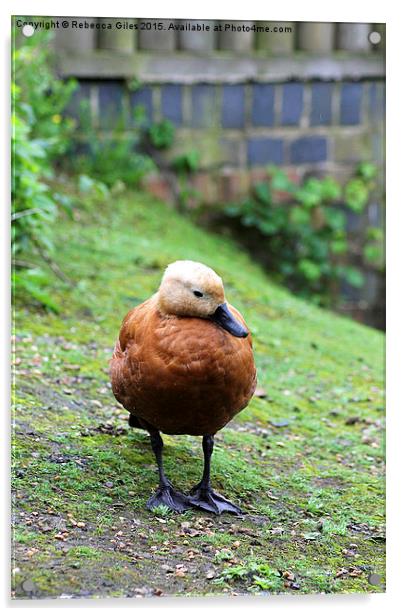  Ruddy Shelduck Acrylic by Rebecca Giles