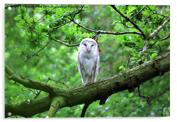  Barn Owl Acrylic by Rebecca Giles