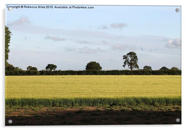  Field at sunset Acrylic by Rebecca Giles