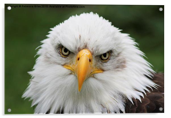  Bald Eagle Acrylic by Rebecca Giles