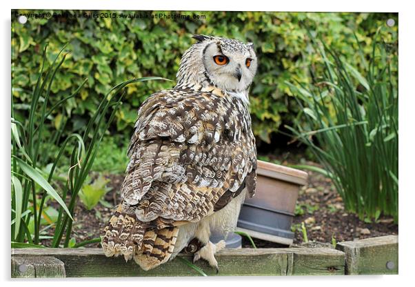  Eurasian Eagle Owl Acrylic by Rebecca Giles