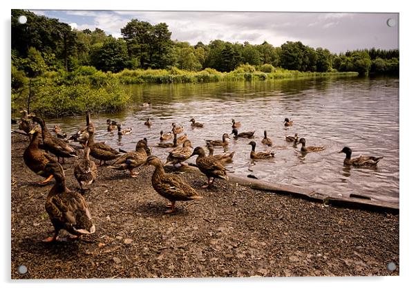Raft of Ducks Acrylic by Jay Lethbridge