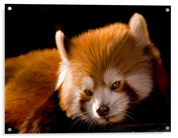 Red Panda Acrylic by Jay Lethbridge