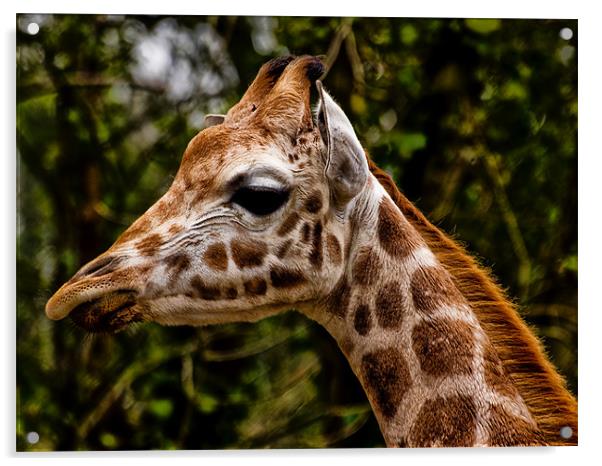 Giraffe (giraffa camelopardalis) Acrylic by Jay Lethbridge