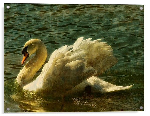 Swan at Stover Lake Acrylic by Jay Lethbridge