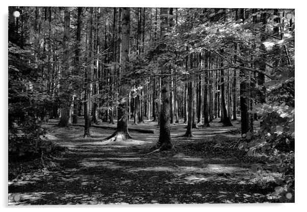 Stover Country Park in Black and White Acrylic by Jay Lethbridge