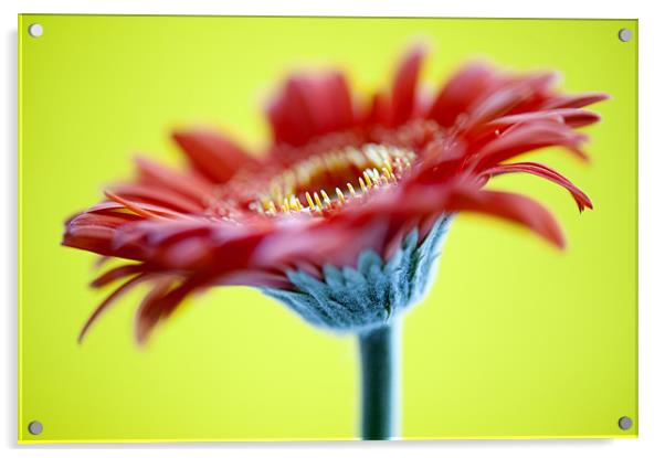 Red Flower On Yellow Acrylic by Josh Kemp-Smith