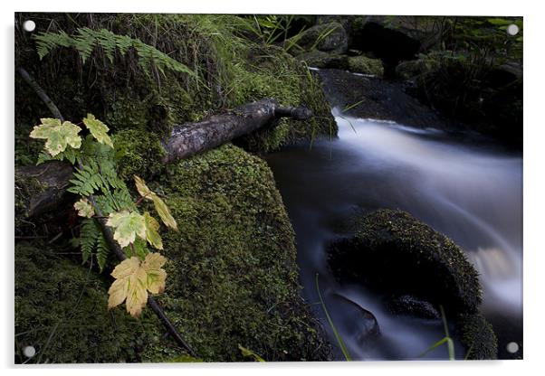 Leaves By The Stream Acrylic by Josh Kemp-Smith