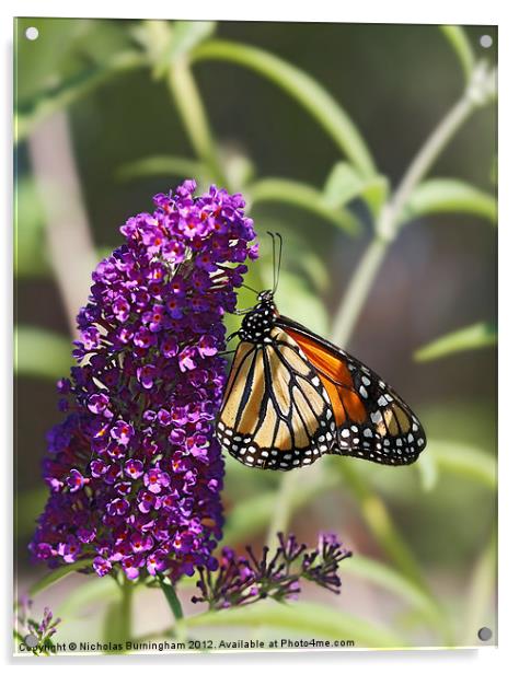 Monarch orange butterfly on Buddleia Acrylic by Nicholas Burningham