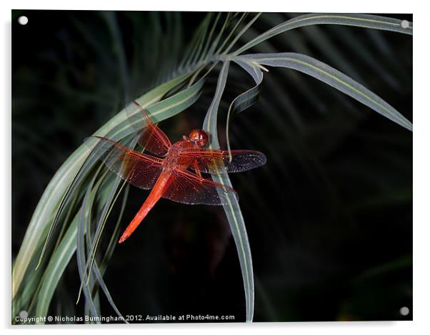 Crimson red dragonfly Acrylic by Nicholas Burningham