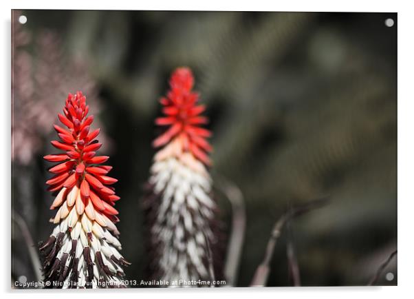 Aloe succotrina Acrylic by Nicholas Burningham