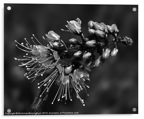 Caesalpinia pulcherrima tropical flower Acrylic by Nicholas Burningham