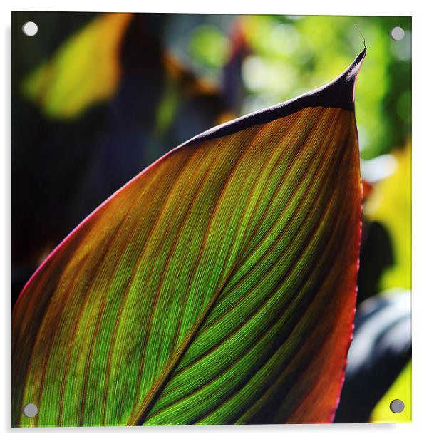 Colorful tropical leaf in the Fall Acrylic by Nicholas Burningham