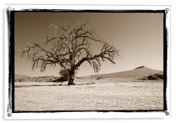 Namibian Trees 5 Acrylic by Alan Bishop