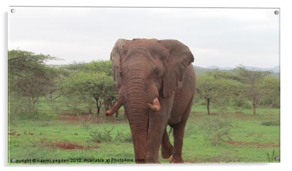 Bull Elephant Acrylic by N C Photography