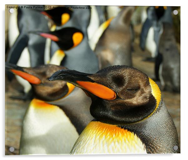 King Penguins  Acrylic by Paula Palmer canvas