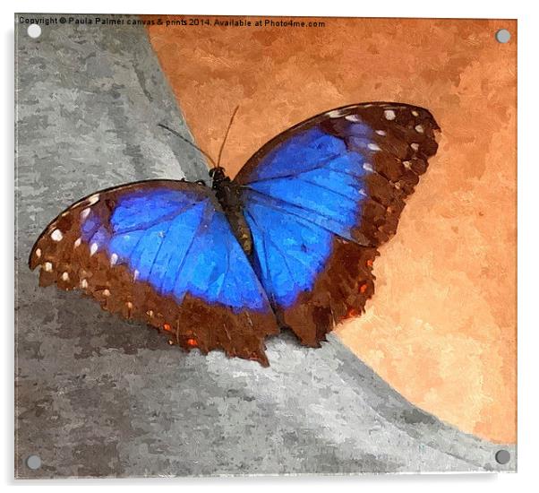 Blue Morpho Butterfly  Acrylic by Paula Palmer canvas