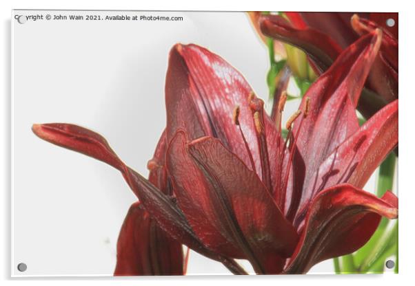 Red Lily (Digital Art) Acrylic by John Wain