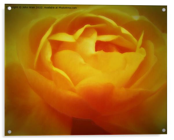 Yellow Rose with a little soft focus (Digital Art) Acrylic by John Wain